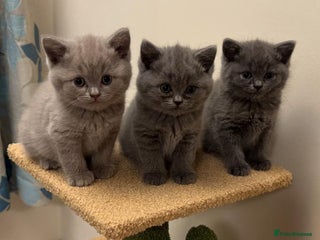 British Shorthair cats - Advert 5