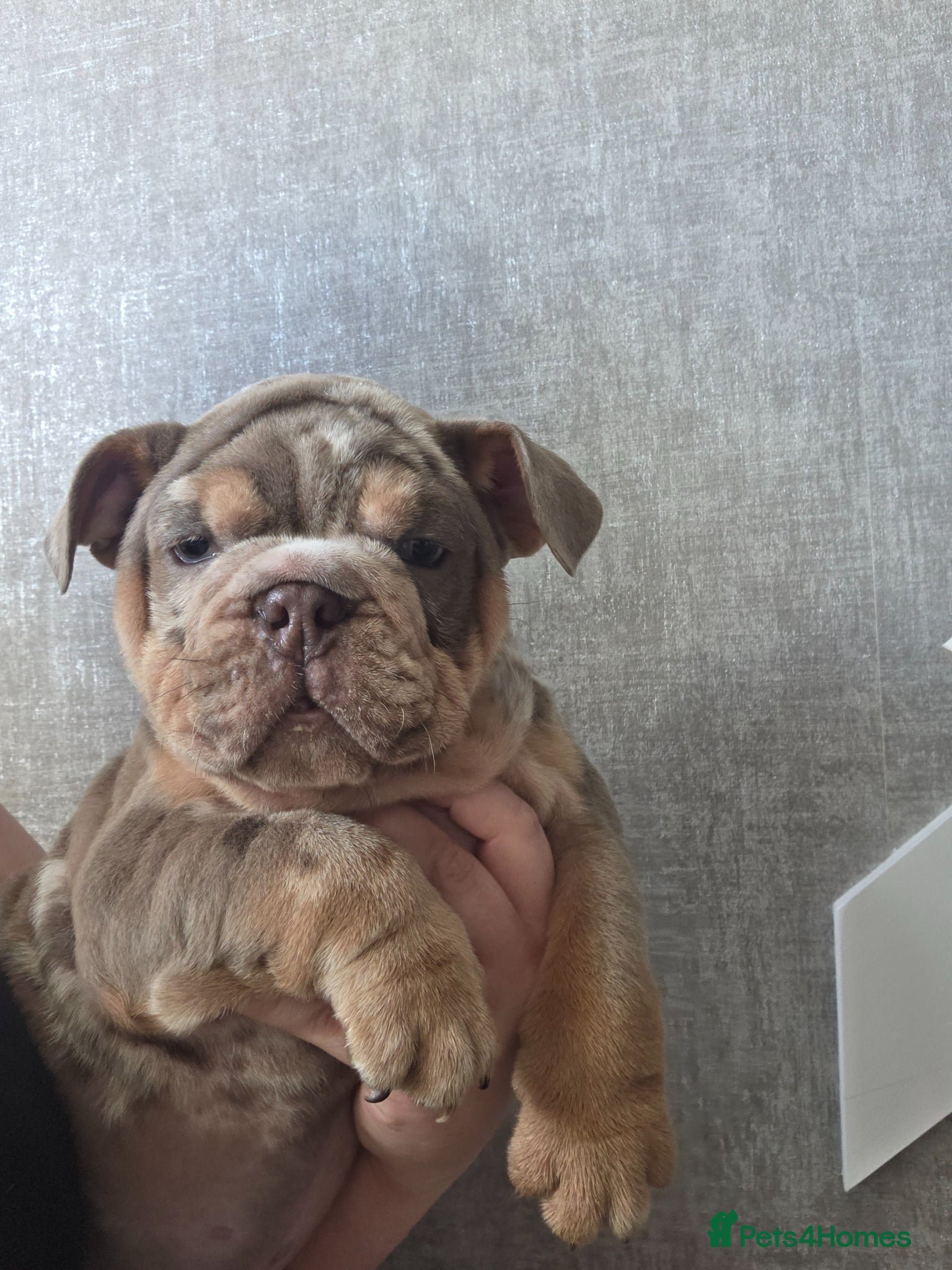 English Bulldog dogs british bulldog pups ready now  - Advert 1