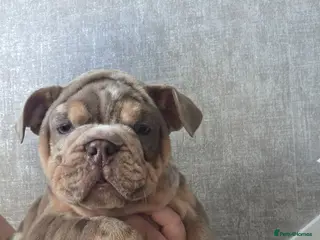 English Bulldog dogs british bulldog pups ready now - Advert 1