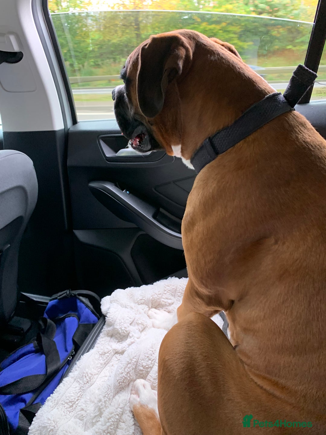 Boxer dogs for sale: A Second Chance for a Gentle Boxer - Advert 31