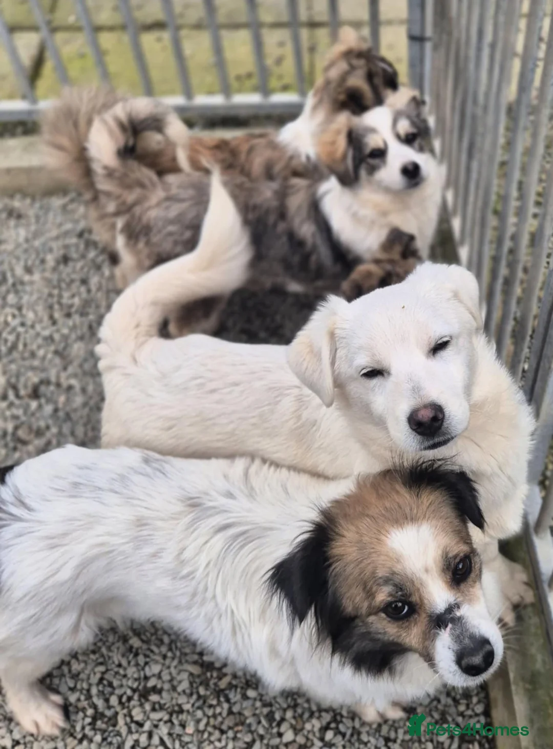 Mixed Breed dogs for adoption: Sweetie Pie - In Ayr Looking for a home  - Advert 11