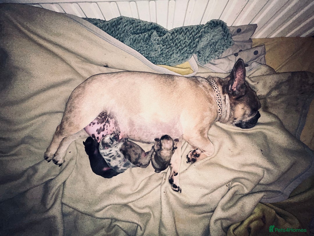 French Bulldog dogs for sale: REDUCED Frenchie pup's Home Raised with Love 💘 - Image 10