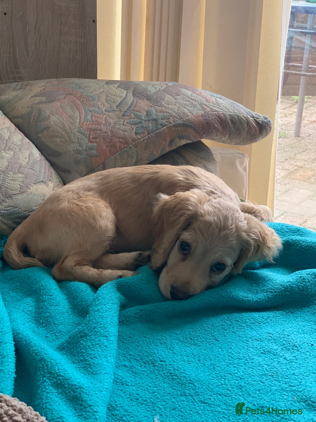 Cocker Spaniel dogs for sale: Cocker Spaniel  - Image 3