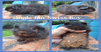 Guinea Pig rodents - Advert 12