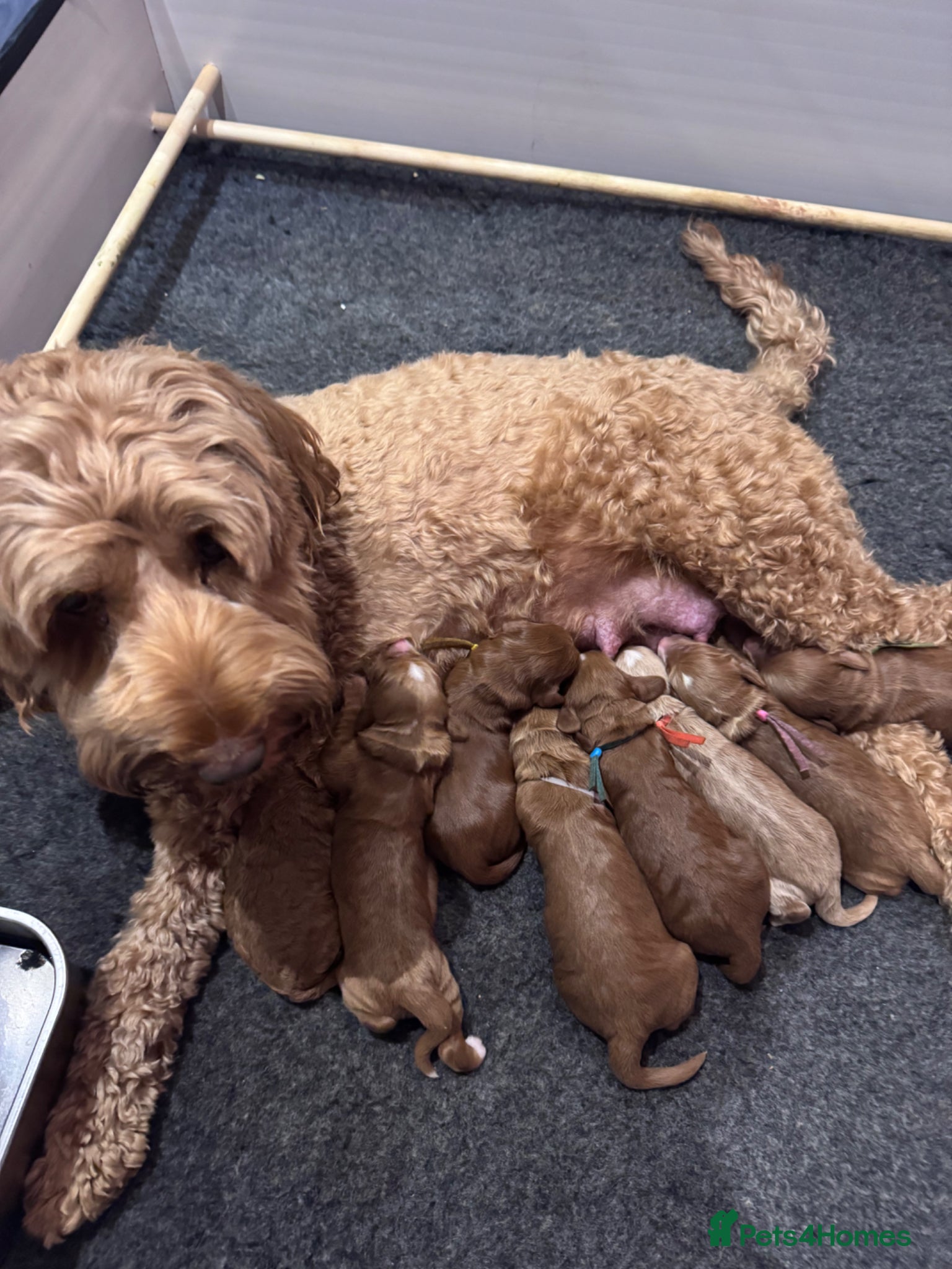 Mixed Breed dogs Cockadoodle puppies - Advert 18