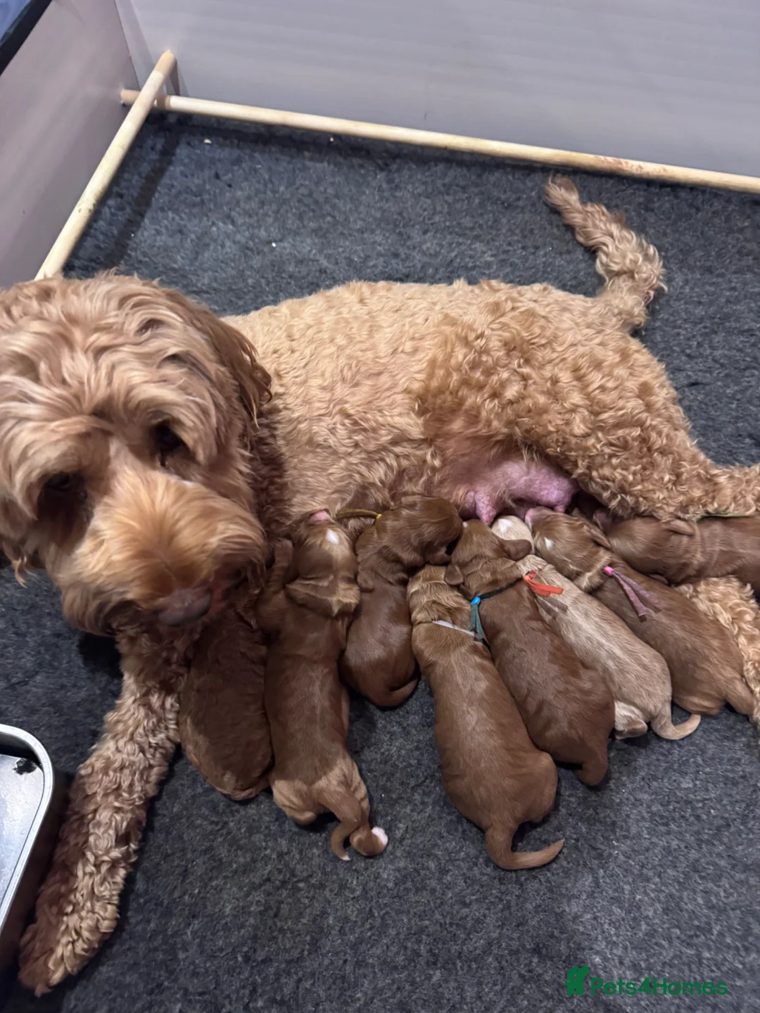 Mixed Breed dogs for sale: Cockadoodle puppies in Bridlington - Advert 1