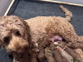 Mixed Breed dogs Cockadoodle puppies - Advert 18