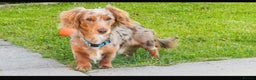Miniature Dachshund dogs for stud: Chocolate tan dapple cream  in Liverpool - Advert 2