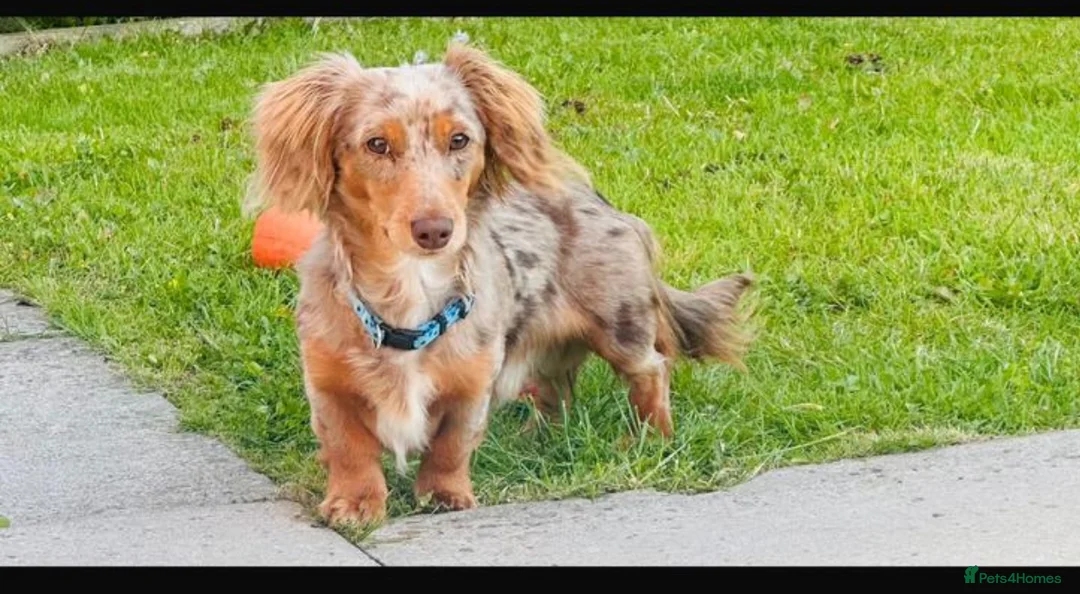 Miniature Dachshund dogs for stud: Chocolate tan dapple cream  in Liverpool - Advert 2