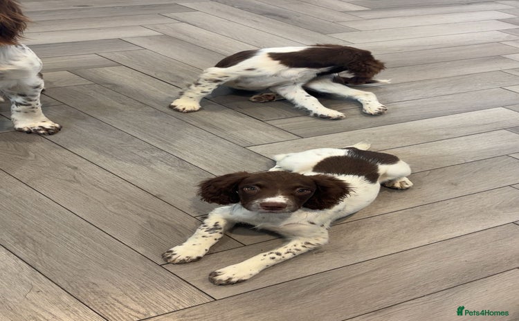English Springer Spaniel dogs - Advert 1