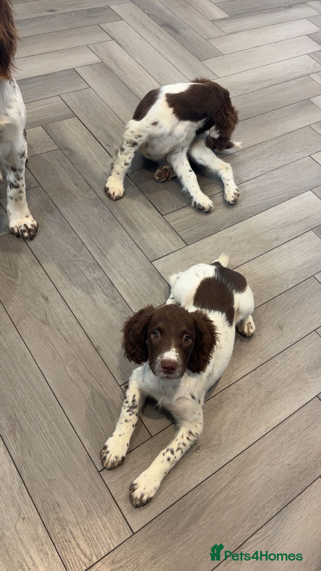English Springer Spaniel dogs for sale: Kc fully vaccinated springer boy - Image 4