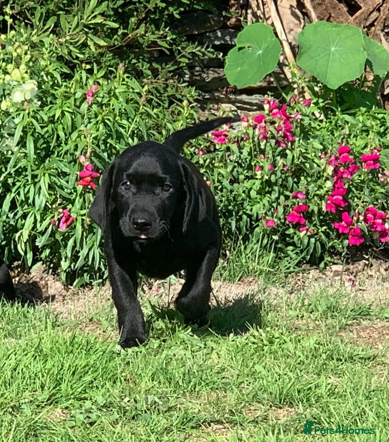 Labrador Retriever dogs KC REG Labradors, Great pups For sale  - Advert 14