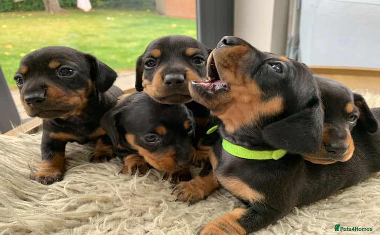 Miniature Dachshund dogs - Advert 13