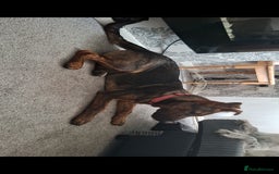 Mixed Breed dogs for sale: Loving home wanted - Image 2
