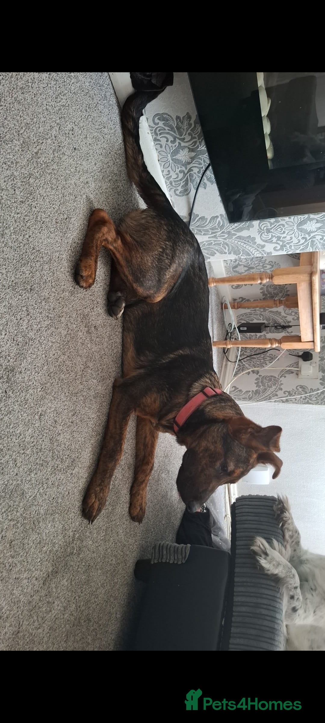 Mixed Breed dogs for sale: Loving home wanted - Image 2