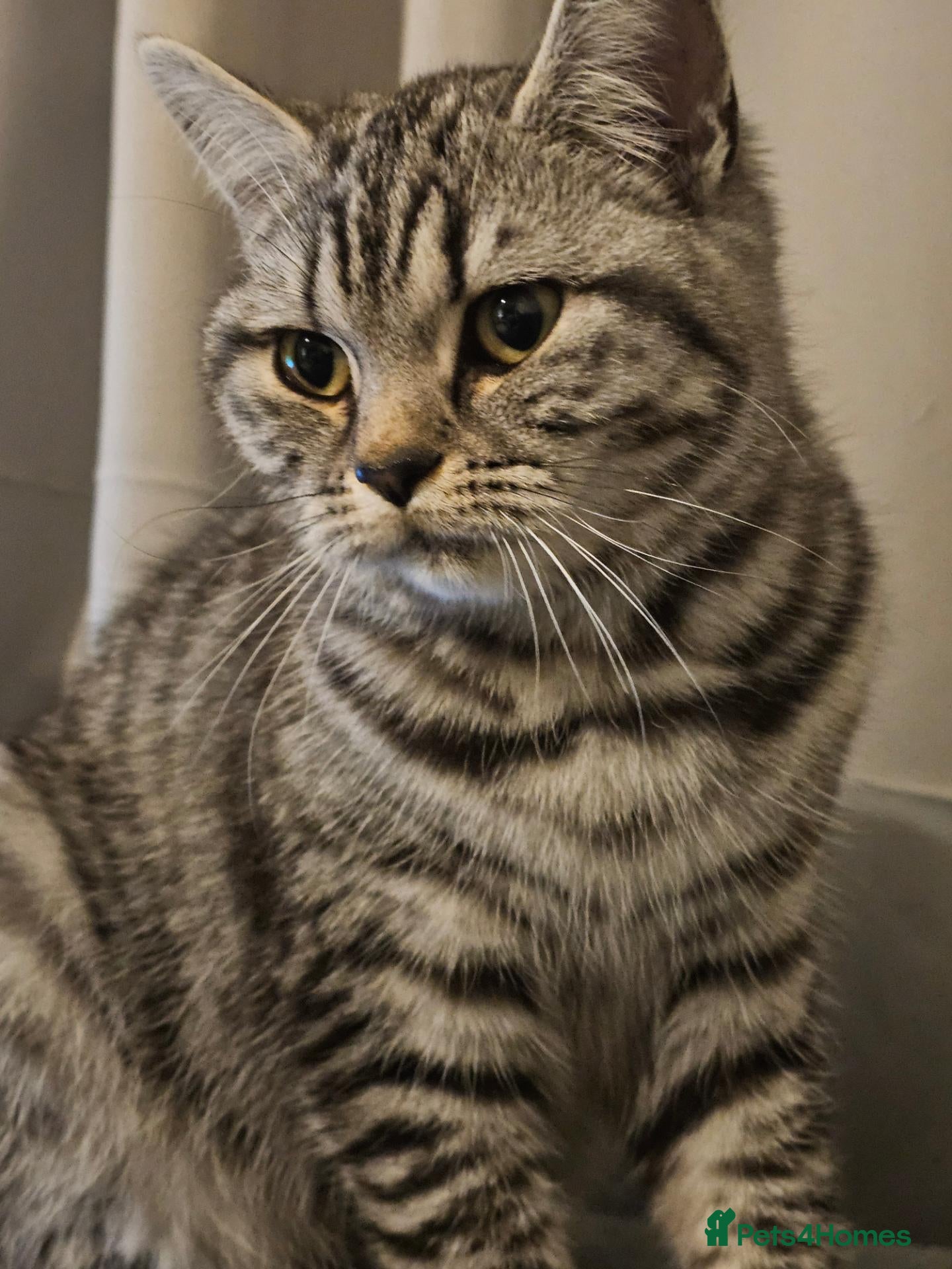 British Shorthair cats Beautiful British Shorthair  - Advert 16