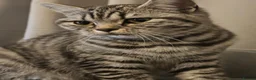 British Shorthair cats for sale: Beautiful British Shorthair  - Advert 1