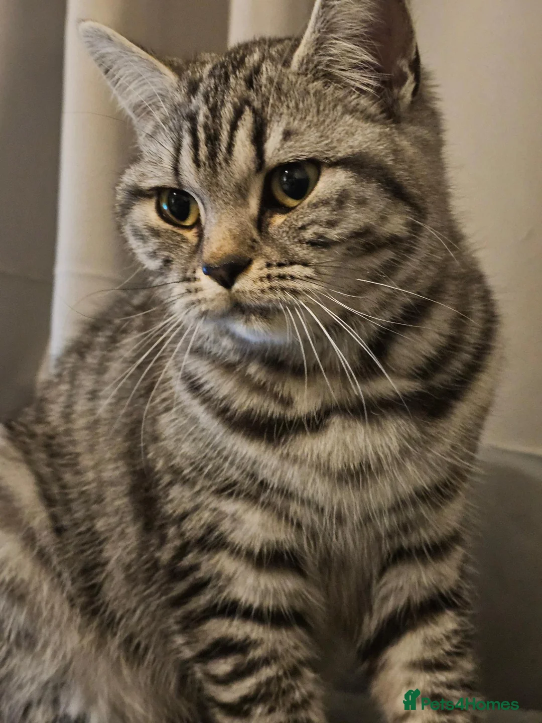 British Shorthair cats for sale: Beautiful British Shorthair  - Advert 1