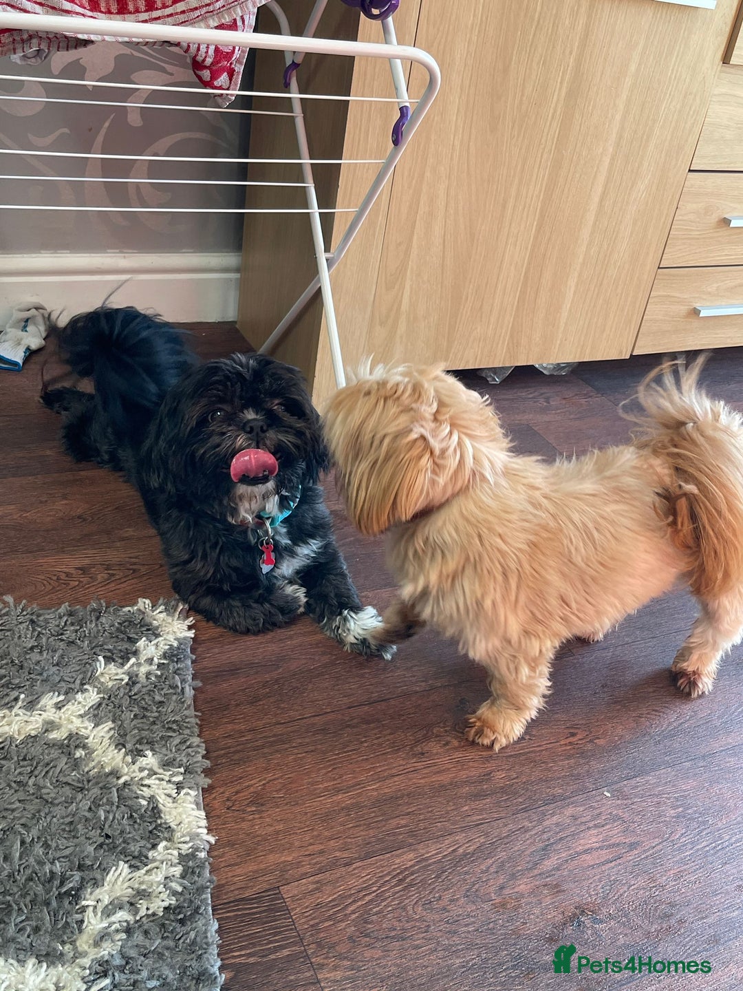 Shih Tzu dogs for sale: Shih Tzu - Image 14