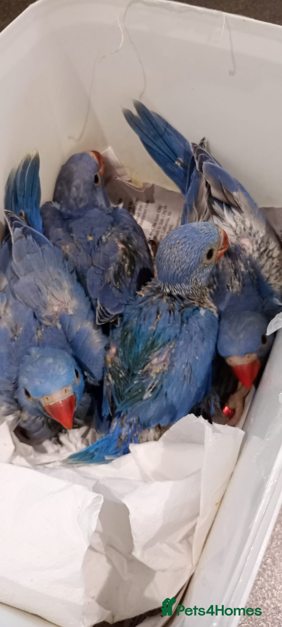 Ringnecks birds Hand-Reared Baby. Ringneck  for Sale  - Advert 2