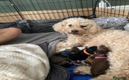 Poochon dogs for sale: Gorgeous poochon puppies 🐶🐾 - Image 1