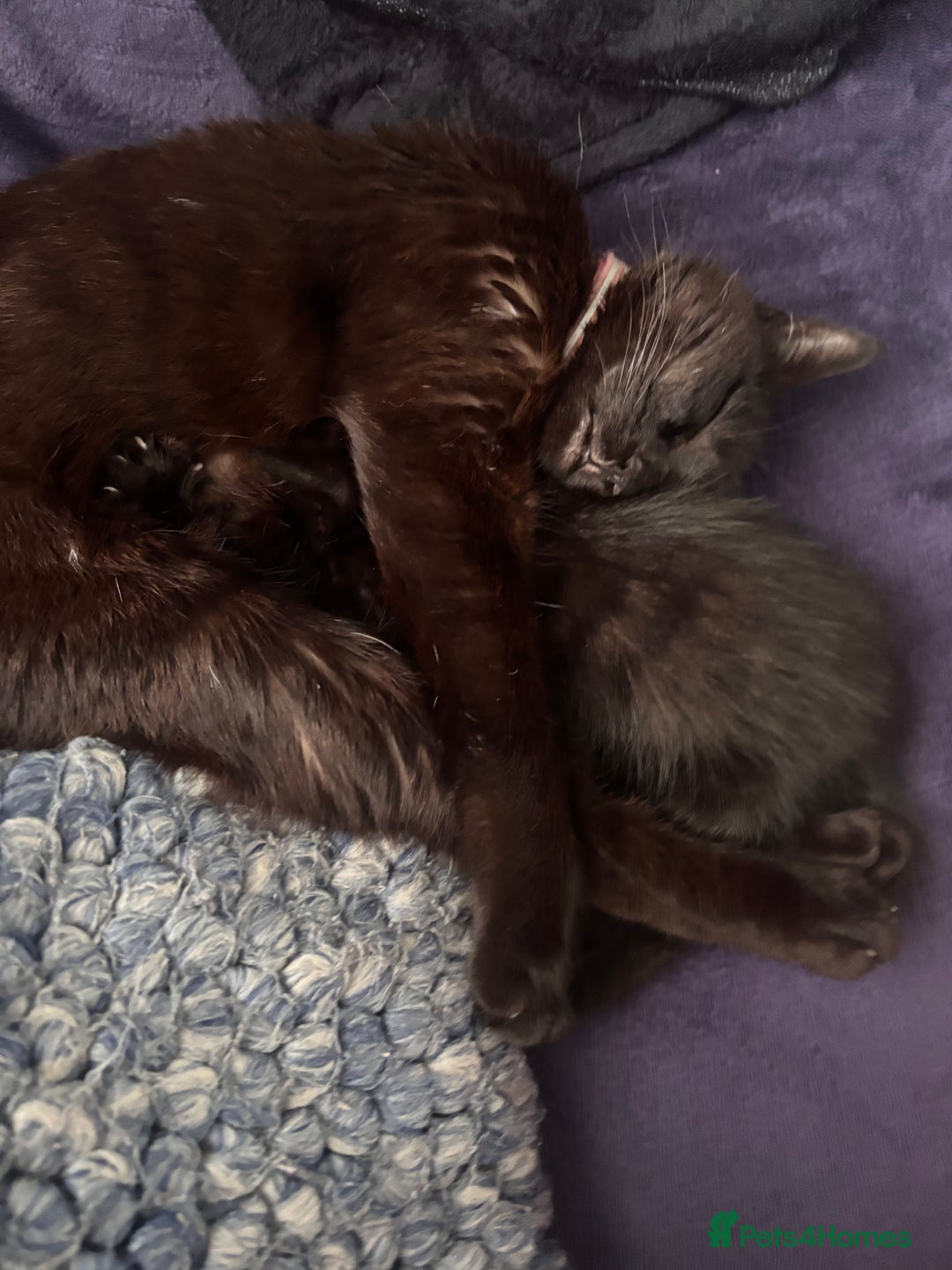 Mixed Breed cats for sale: Kittens for sale  - Image 3