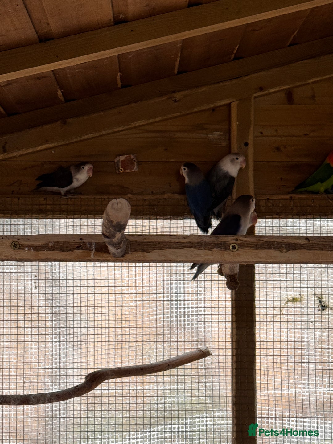 Lovebirds birds for sale: Lovebirds for sale - Advert 9