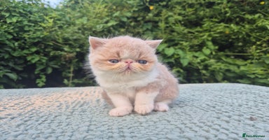 Persian cats - Advert 1