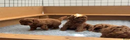 Cavapoo dogs for sale: Stunning Red F1b Cavapoo Puppies  - Advert 9
