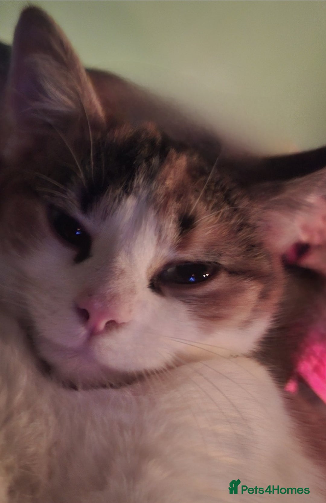 Domestic Shorthair cats for adoption: 🌸 Meet Rose – The Sweetest Little Survivor 🌸 - Advert 2