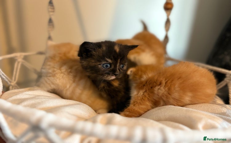 Persian cats - Advert 1