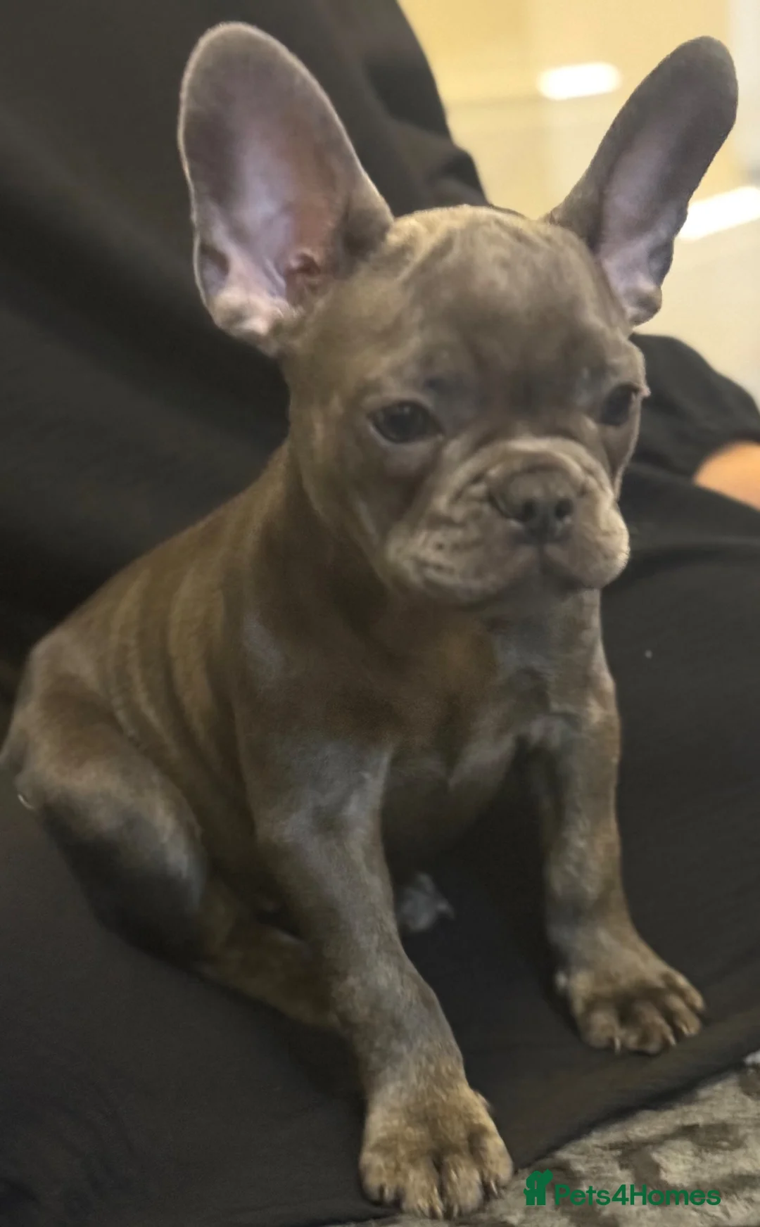 French Bulldog dogs for sale: French Bulldog Puppy  - Advert 2