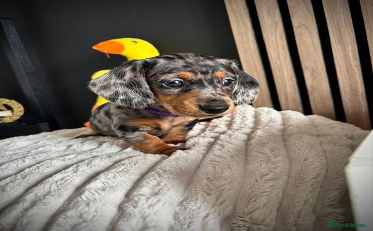 Miniature Dachshund dogs - Advert 4