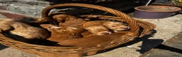 Cocker Spaniel dogs for sale: GORGEOUS GOLDEN HEALTH TESTED COCKER PUPPIES - Advert 13