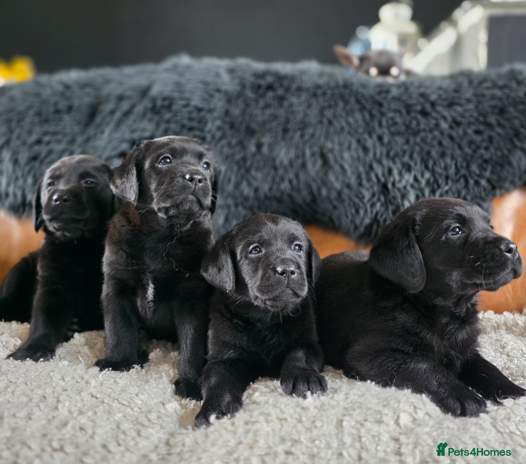 Labrador Retriever dogs Hugh Quality Black Labrador Puppies - Advert 1