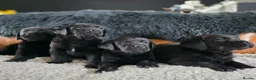 Labrador Retriever dogs for sale: High Quality Chunky Black Labrador Puppies - Advert 13