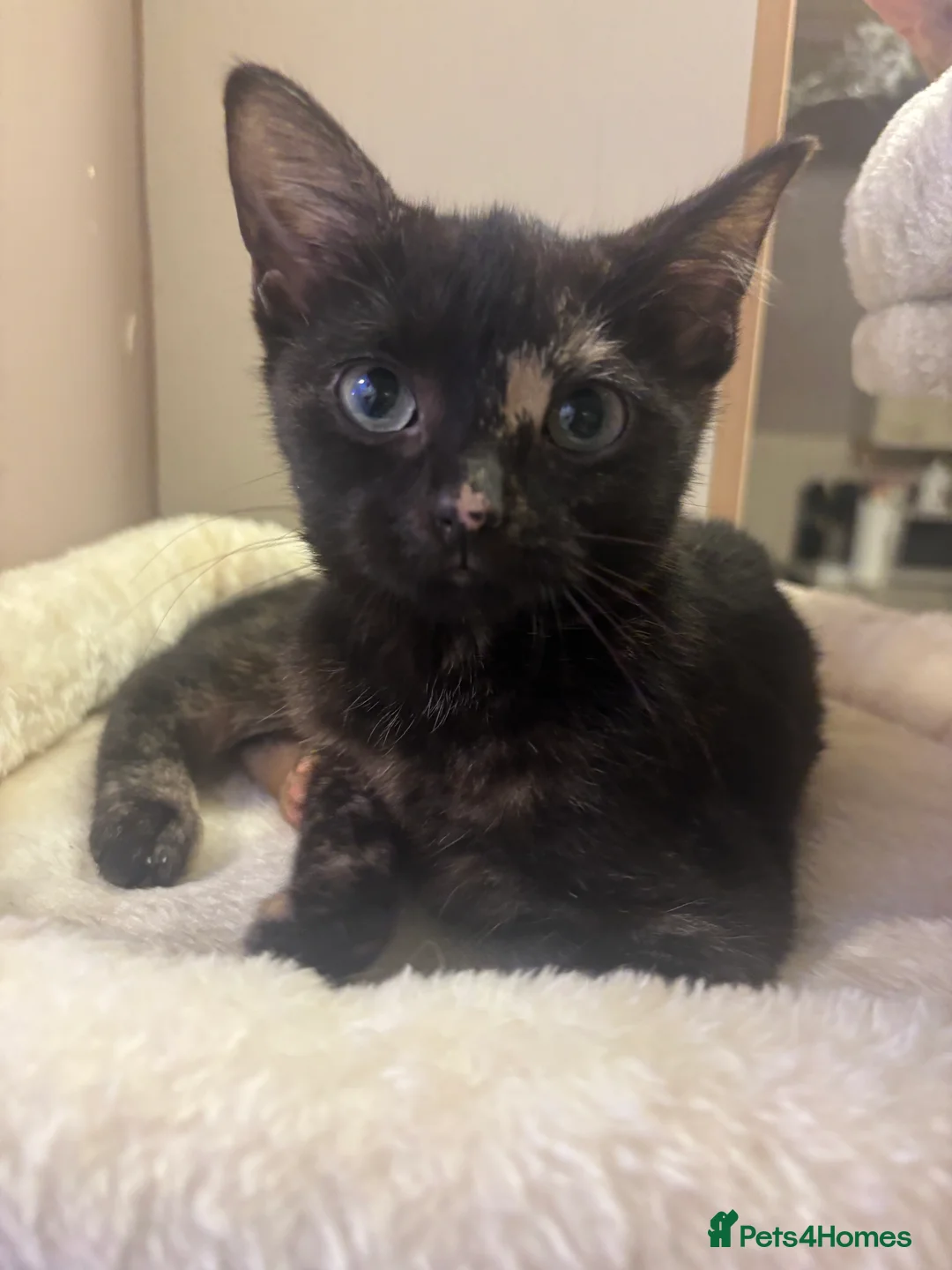 British Shorthair cats for sale: Two young female kittens for sale  in Cromer - Advert 1