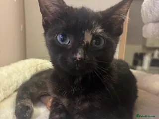 British Shorthair cats Two young female kittens for sale in Cromer - Advert 1