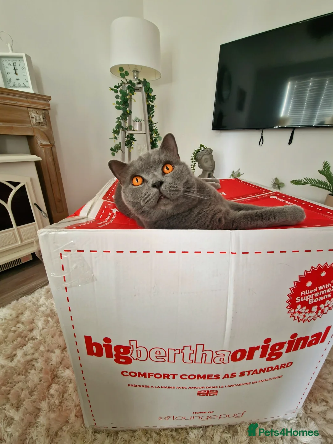 British Shorthair cats for sale: 💗Cuddly Blue BSH Male Looking for Forever Home💗 - Advert 1