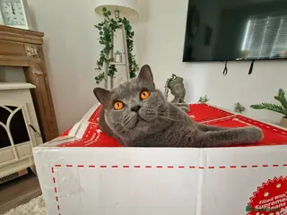 British Shorthair cats 💗Cuddly Blue BSH Male Looking for Forever Home💗 - Advert 4