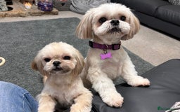 Shih Tzu dogs for sale: Imperial Shihtzu cream - Image 2