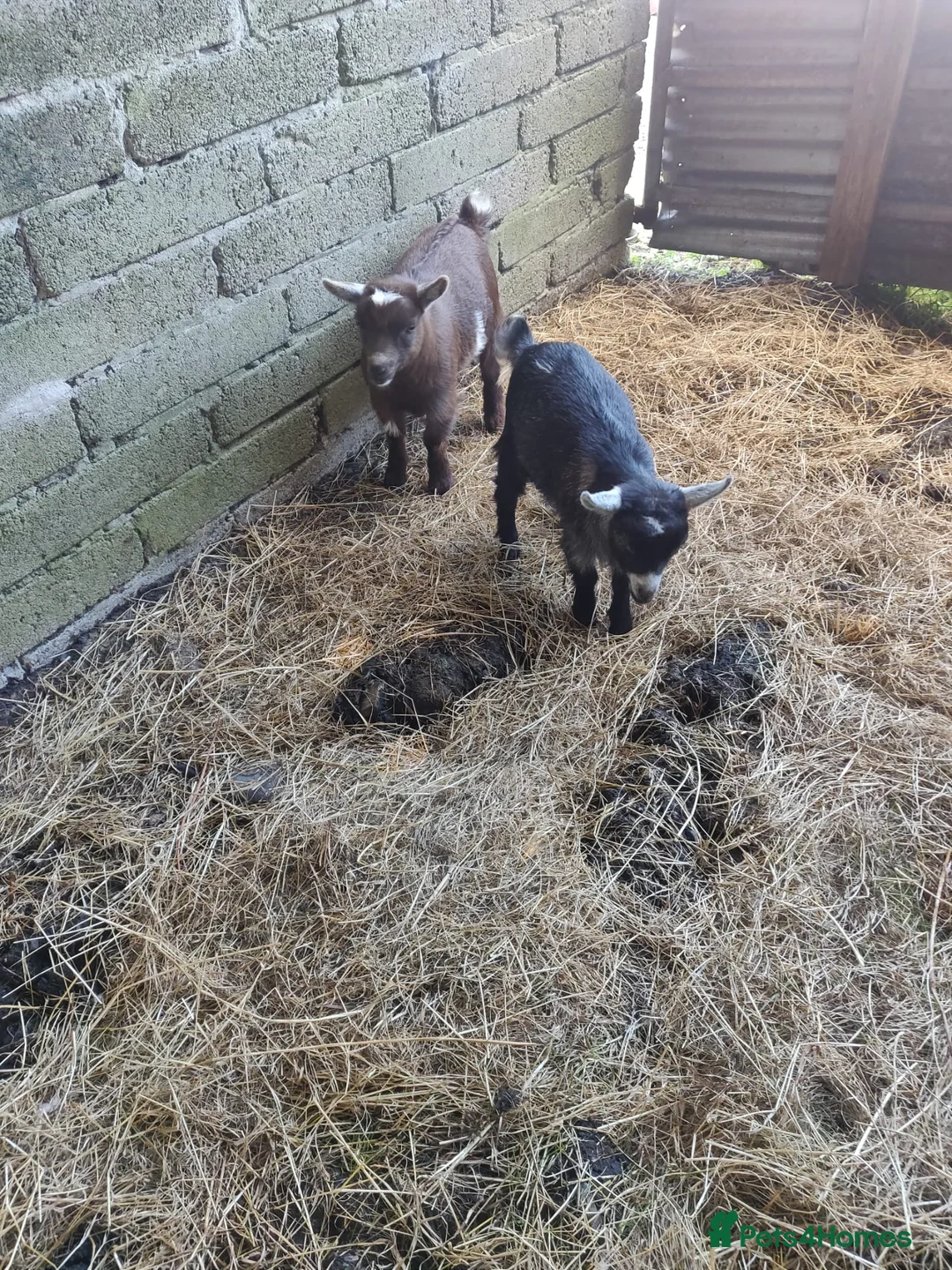Goats livestock for sale: Pygmy goats for sale - Advert 1