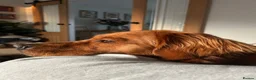 Golden Retriever dogs for stud: Working Golden Retriever for Stud - Advert 4