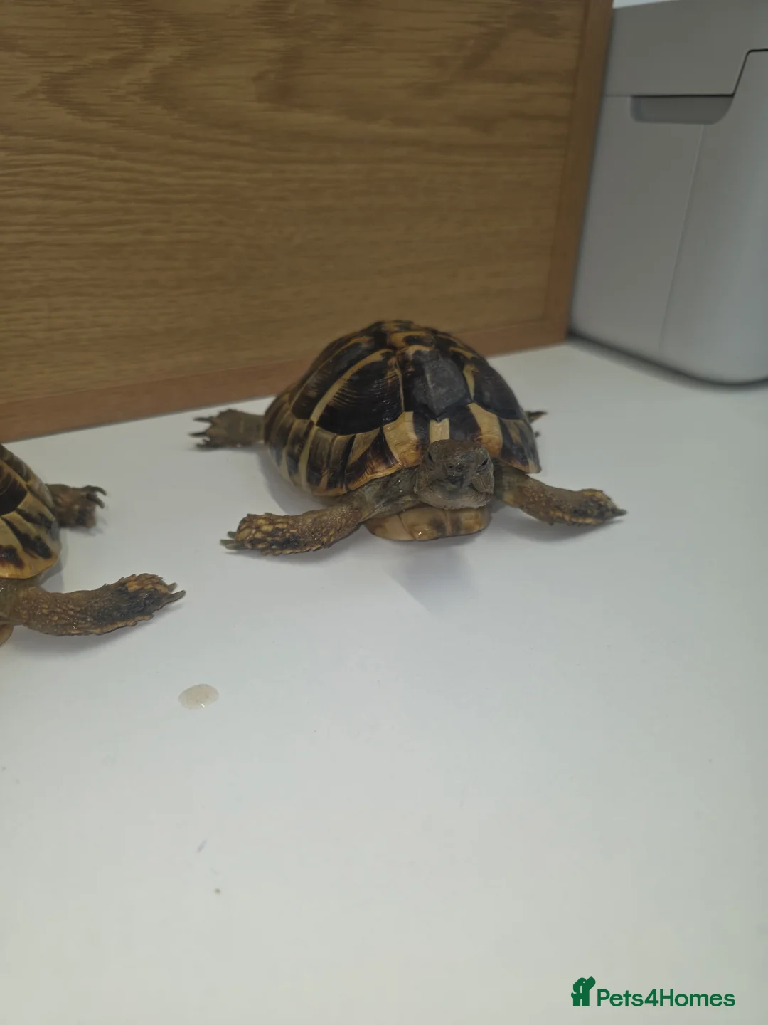 Hermann Tortoise reptiles for sale: Male and female Herman tortoise - Advert 3