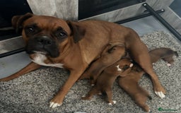 Boxer dogs for sale: Boxer puppy’s  - Image 4