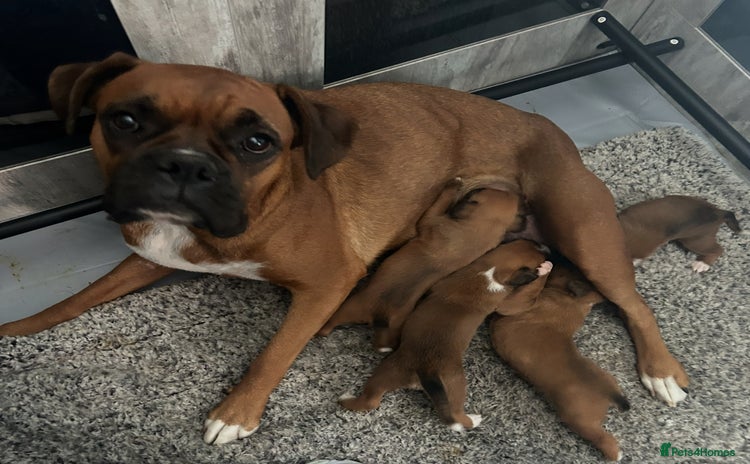 Boxer dogs - Advert 1