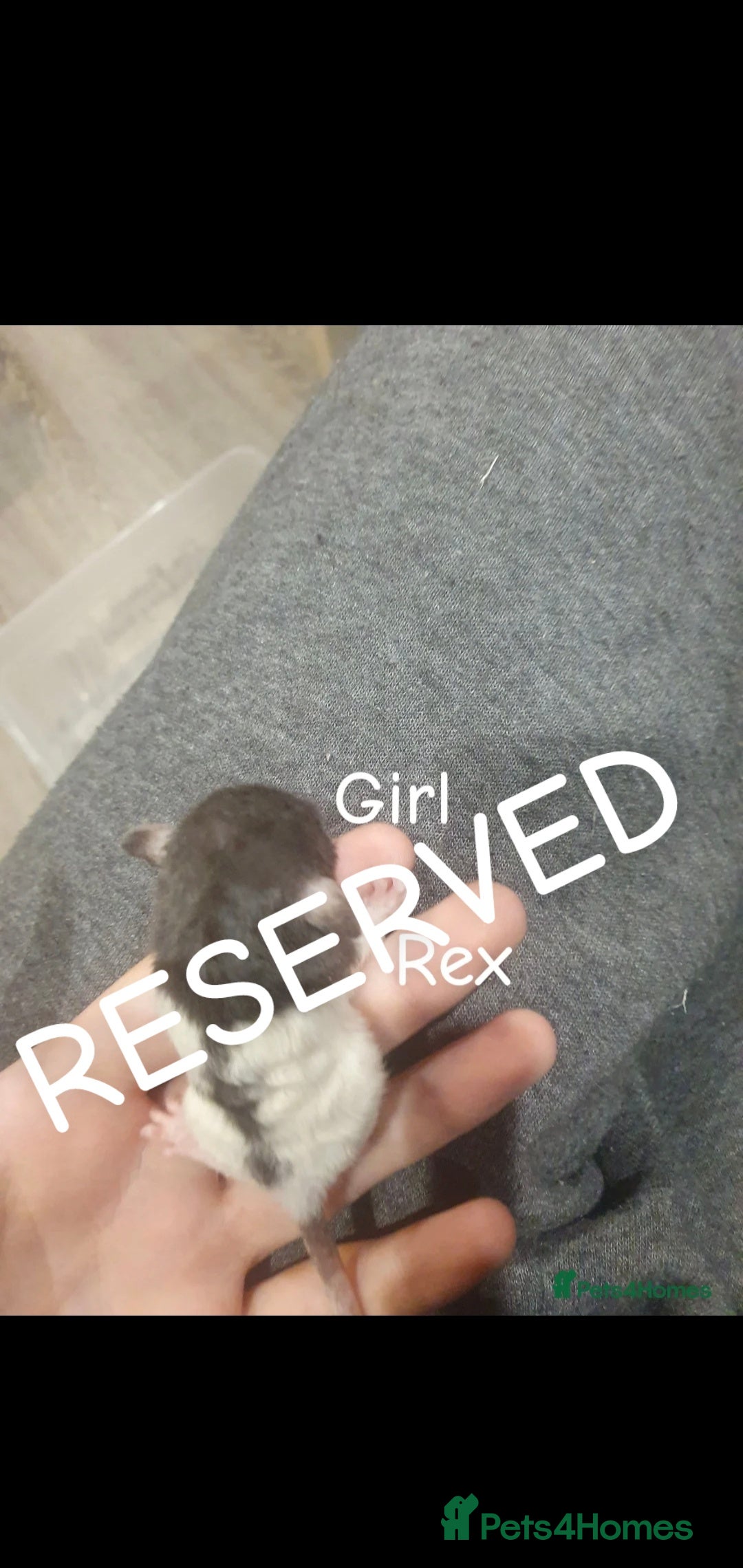 Rat rodents for sale: Beautiful babies available! in Warrington - Image 15