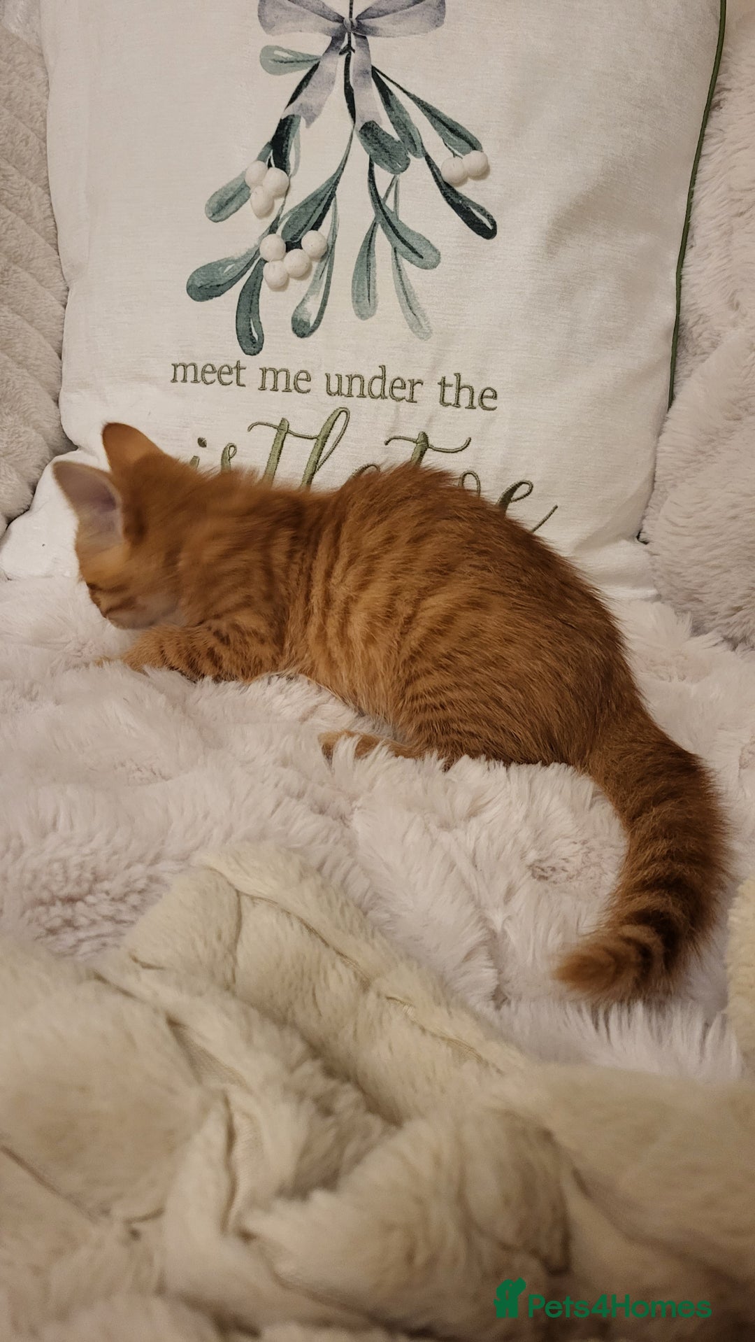 Mixed Breed cats for sale: Kittens READY NOW - Advert 19