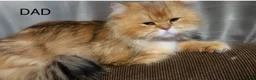 Persian cats for sale: 🌸1 CREAM 1 RED PERSIANS LEFT 🌸 - Advert 10