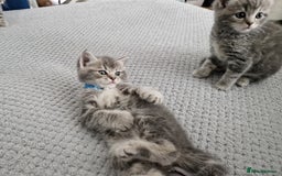 Ragdoll cats for sale: Ragdoll cross British kittens - Image 6